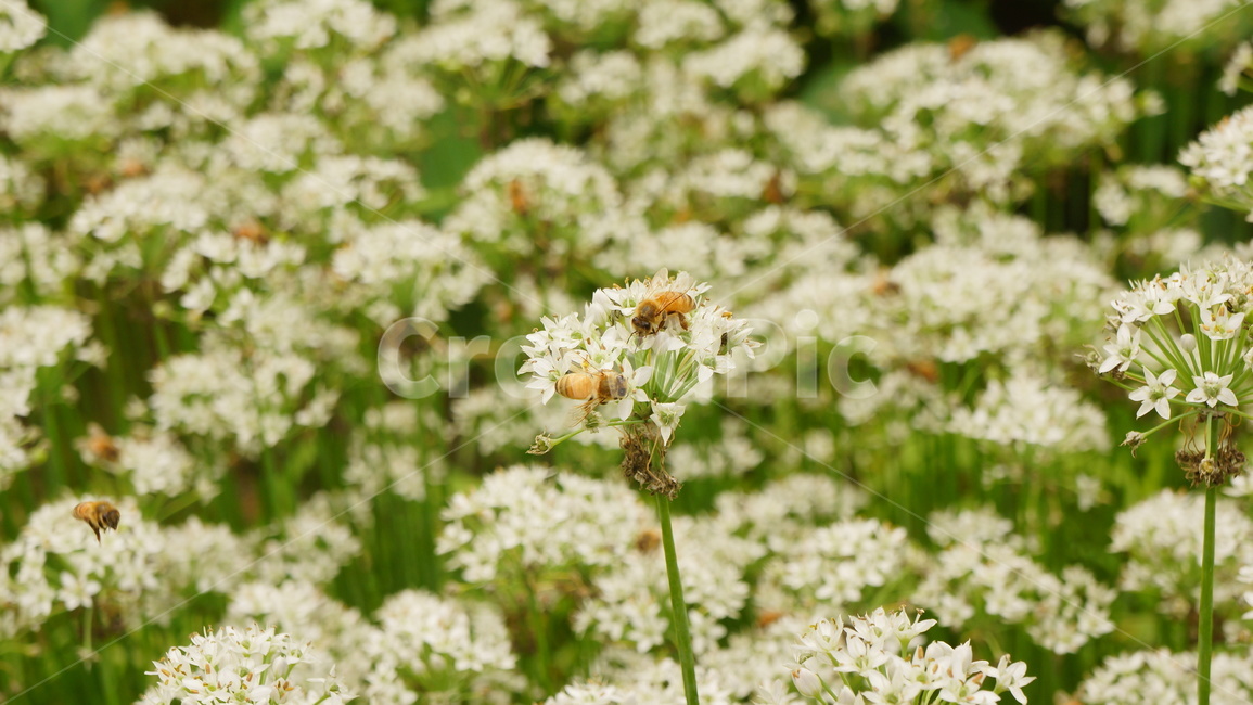 벌,꿀벌,채집,꿀,부추,부추꽃,흰꽃,자연,녹색,plant,식물,식물,자연,plants,nature