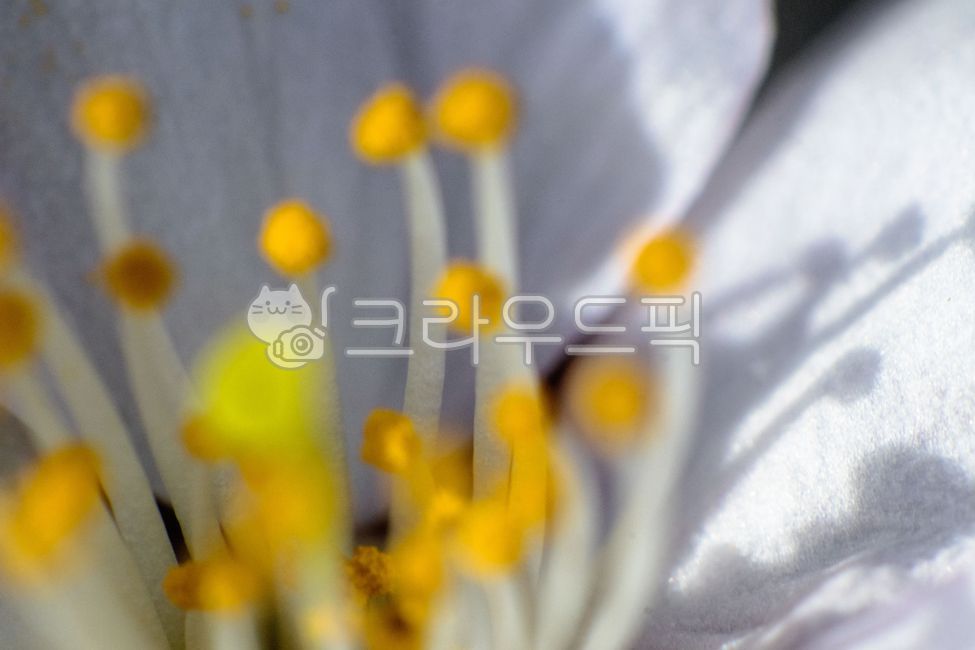 벚꽃,그림자,꽃잎,blossom,shadow,식물,꽃,plant,flower,계절