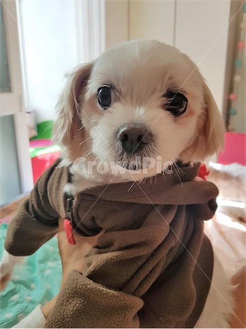 말티즈,강아지옷,pet,귀여움,후드자켓,애완동물