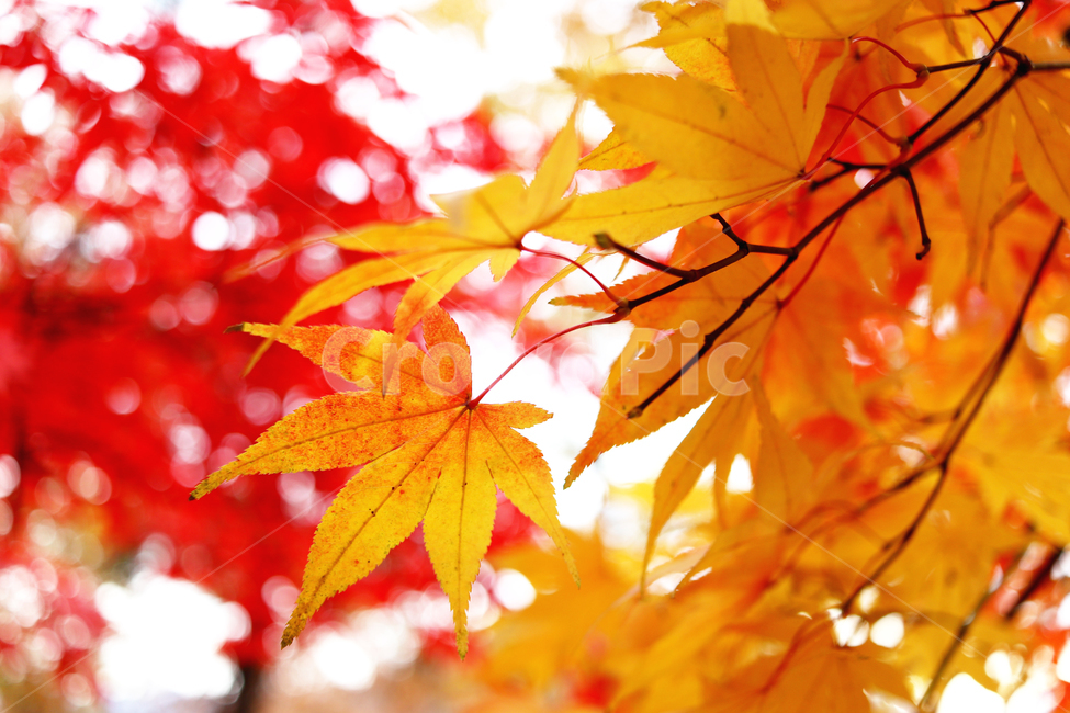 가을,단풍,단풍잎,단풍나무,나뭇잎,가을,계절,fall,autumn,season,plant,식물,leaf,잎,tree,나무,maple