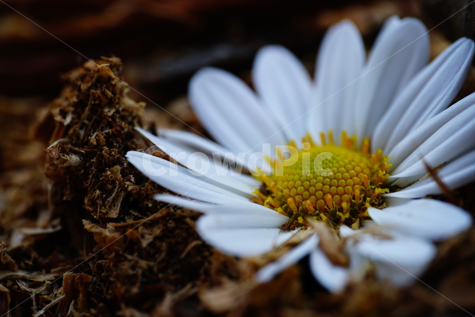 국화,소국,꽃,플라워,자연,식물,flower,nature,plants,10월,october,가을,autumn,fall,떨어진꽃,떨어진꽃잎,꽃잎,접사,클로즈업,가을꽃,closeup,macro,식물,자연,plants,nature,꽃,flower
