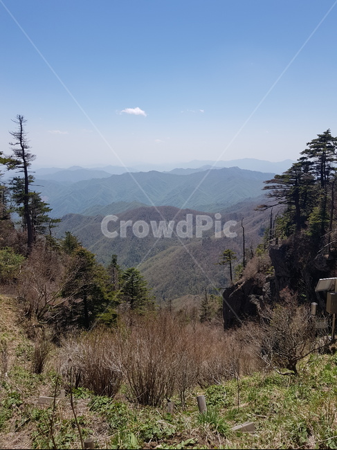 tree,나무,지리산,산,자연