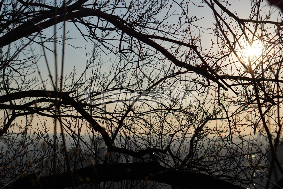 나무,태양,해,노을,오후,자연,풍경,nature,landscape