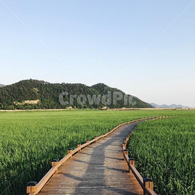 여름,산책로,boardwalk,갈대,초록,green,bridge,다리,통로