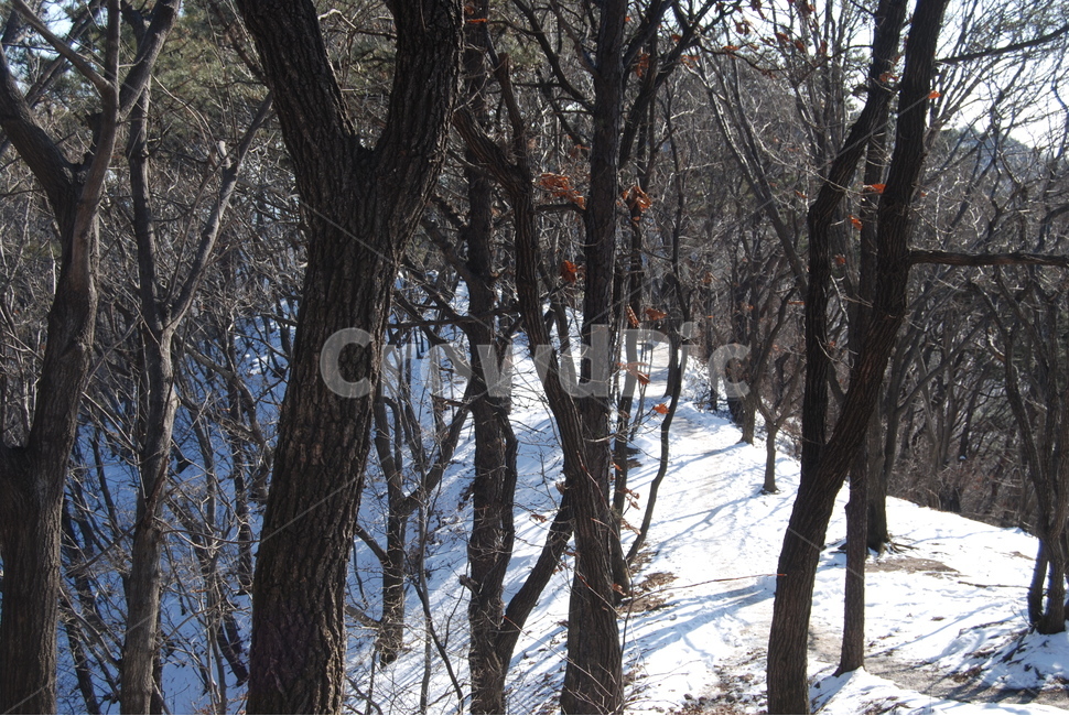 광교산,수원,등산로,겨울,자연,겨울,계절,winter,season,식물,자연,plants,nature,나무,trees,wood