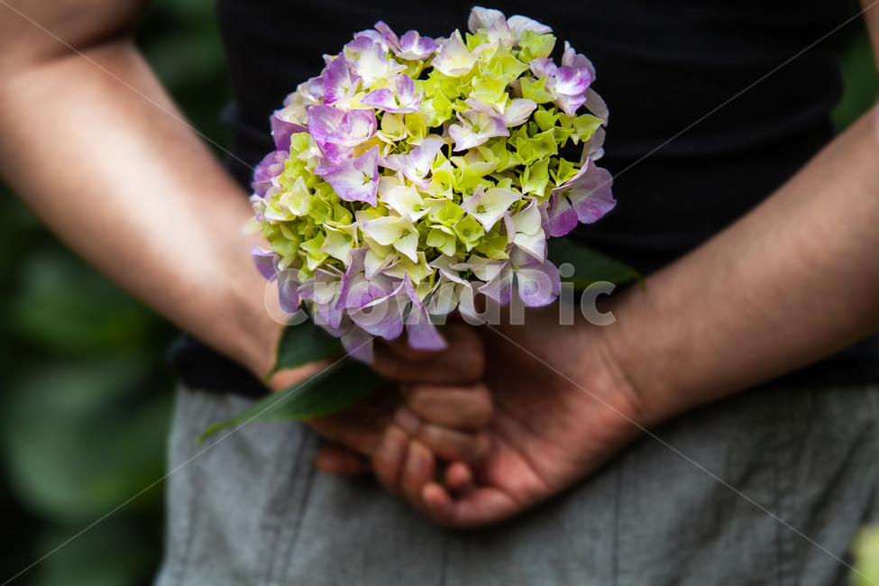 수국,수국축제,부케,산수국,손,Flower,식물,자연,plants,nature,꽃,flower,사람,인물,인간,human,person,신체일부,몸,body