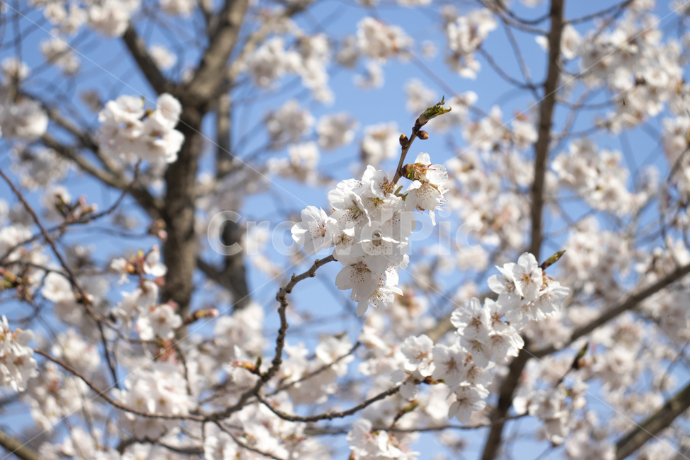 벚꽃,봄,야외,나무,꽃,핑크,분홍,계절,spring,season,식물,자연,plants,nature,flower,blossom,cherry