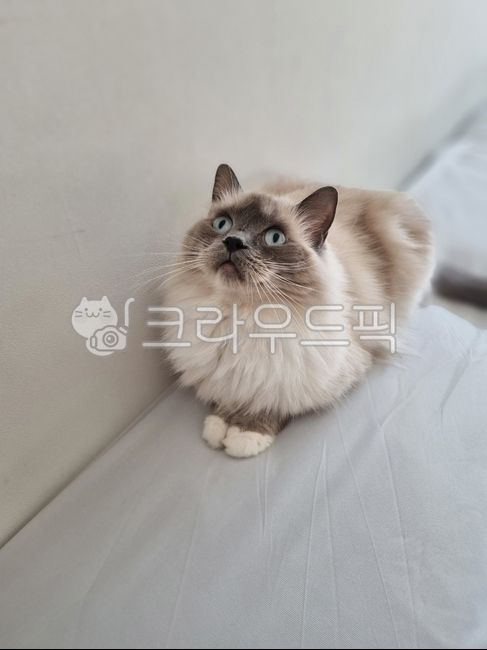 고양이,미티드,cat,랙돌,동물,랙돌고양이