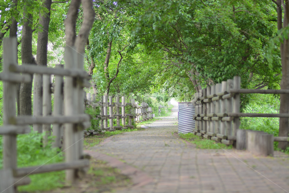 숲길,나무,길,초록,풍경,자연,풍경,nature,landscape,식물,plants,휴식,힐링,rest,relaxation,healing,garden,정원,outdoors,옥외,arbour,정자,flagstone,판석