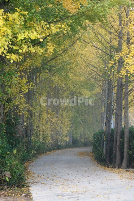 가을,은행나무,단풍,낙엽,나무,자연,식물,풍경,안개,자연풍경,감성,nature,fall,autumn,trees,yellow,은행나무길,green,가을,계절,fall,autumn,season,tree,plant,tree trunk,나무 줄기