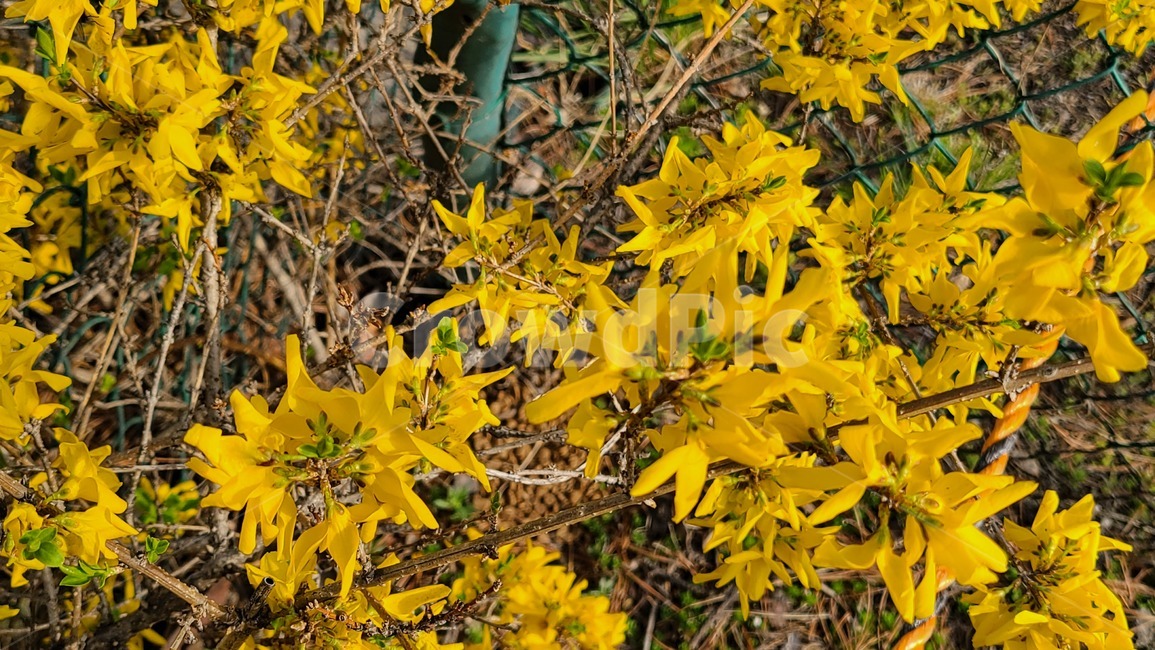 개나리,노란,노란색,꽃,봄,봄꽃,flower,봄날,개화,yellow