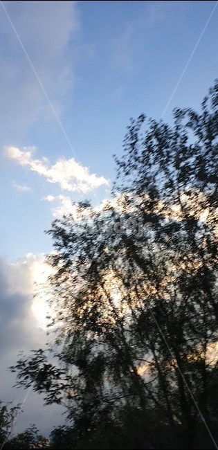 구름,나무,자연,tree,cloud,nature,자연,풍경,nature,landscape