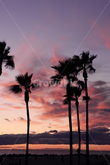 palmtree,야자수,해변,노을,바다,beach,la,losangeles,california,미국,캘리포니아