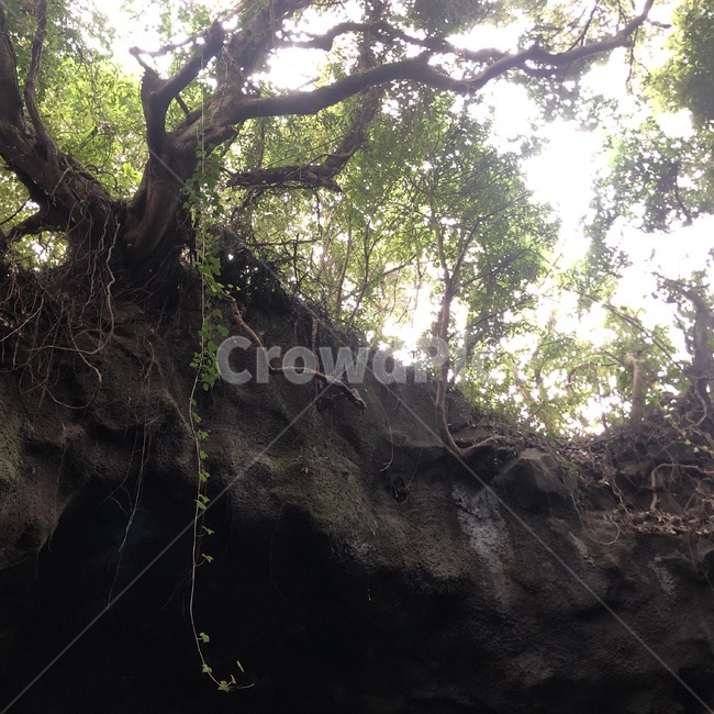 숲,동굴,나무,자연,nature,tree,절벽,풀,초록,산속,숲속,제주도
