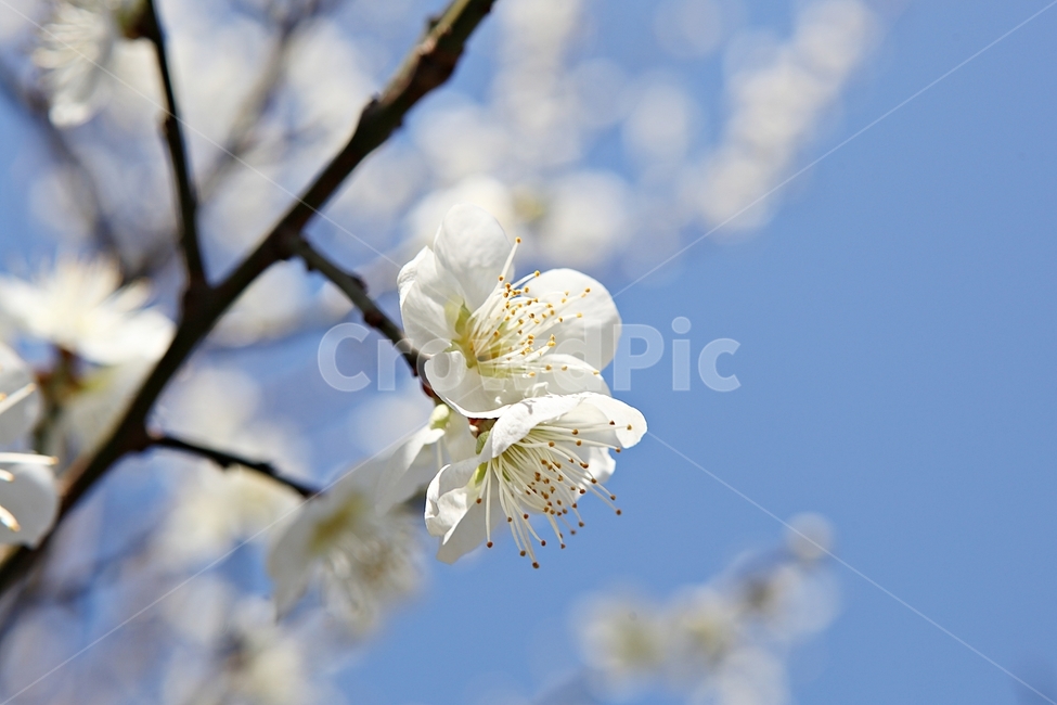 매화꽃,매화,꽃,꽃잎,봄꽃,봄,식물,자연,공원,식물,자연,plants,nature,꽃,flower