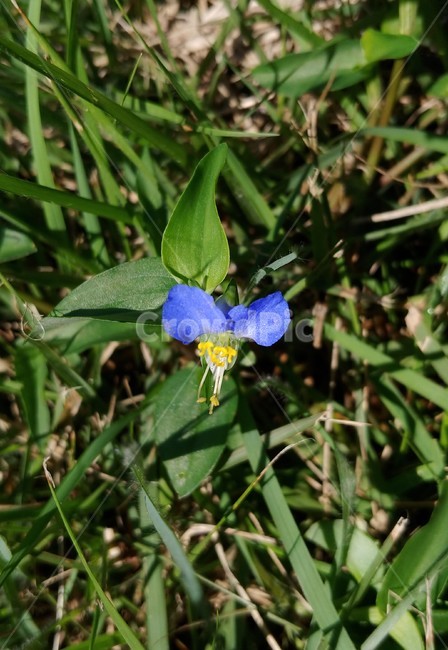 plant,식물,flower,blossom,꽃,닭의장풀,달개비