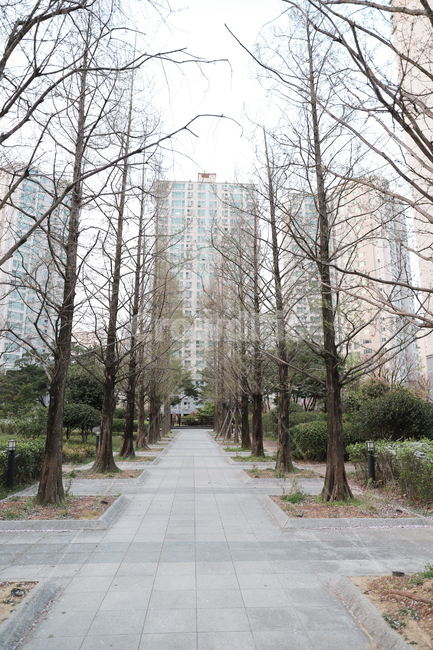 나무,tree,식물,plant,나무길