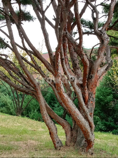 소나무,적송,식물,나무줄기,tree,treetrunk,plant,식물,자연,plants,nature,나무,trees,wood