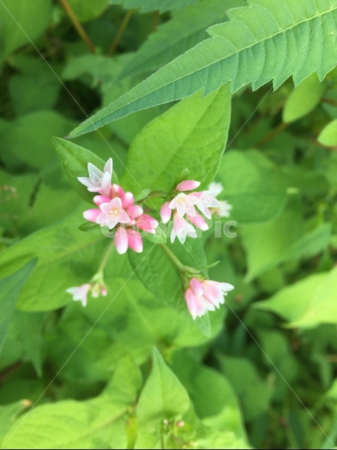 꽃,자연,고마리꽃,nature,flower,식물,자연,plants,nature