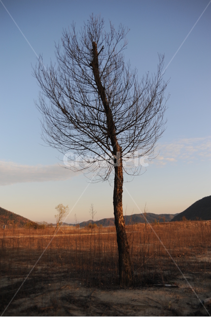 들,나무,tree,목초지,옥외,식물,자연,plants,nature,나무,trees,wood