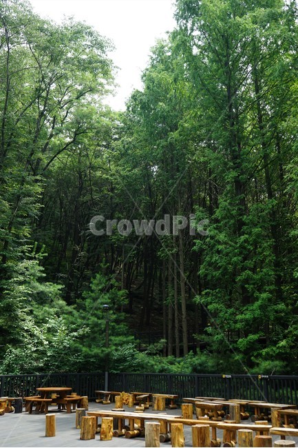 숲,자연,그늘,나무,녹음,녹색,forest,nature,shodow,trees,green,힐링,휴식,시원함,고요함,healing,relaxation,cool,calm,forestbathing,freshness,자연,풍경,nature,landscape,tree,plant,식물,vegetation,초목,fir,전나무