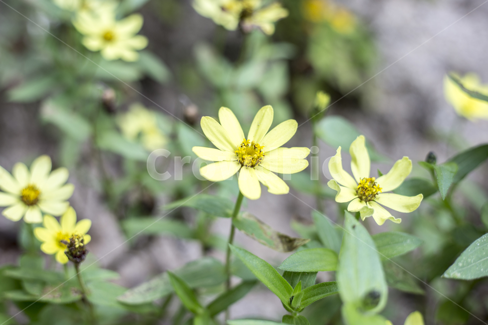 꽃,플라워,flower,꽃말,야생화,정원,공원,파크,park,멜란포디움,멜람포디움,Melampodium,daisy,Medallionplant,ButterDaisy,식물,자연,plants,nature,꽃,flower