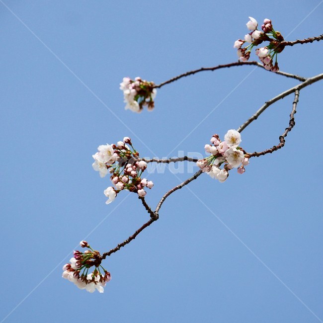 꽃,봄꽃,봄사진,벚꽃,꽃사진,봄,계절,spring,season,식물,자연,plants,nature,꽃,flower,plant