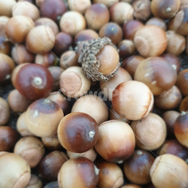 상수리,상수리열매,도토리,참나무열매,식물,food,곡물,seed,씨,과일,열매,fruit