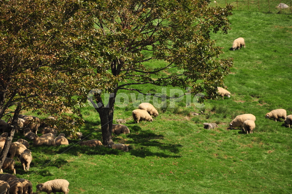 양,양떼,목장,방목,나무,여름,목초지,자연,농장,목축업,목장,livestock farming,ranching,pasture