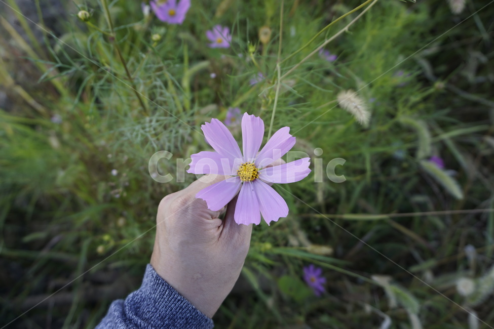 코스모스,꽃,flower,들꽃,야생화,식물,자연,plants,nature,꽃,flower