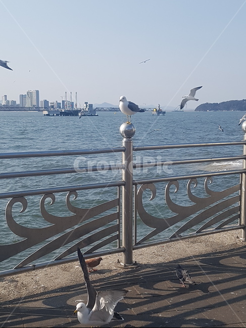 갈매기,바다,자연,풍경,노을,동물,animal,조류,새,birds