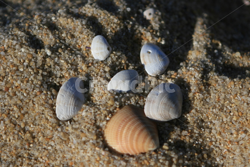 seashell,조개,clam,대합,해양생물,모래사장,해변,조개껍데기