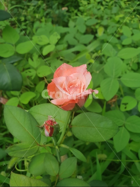 꽃,식물,자연,힐링,flower,다홍,장미,식물,자연,plants,nature,꽃,flower