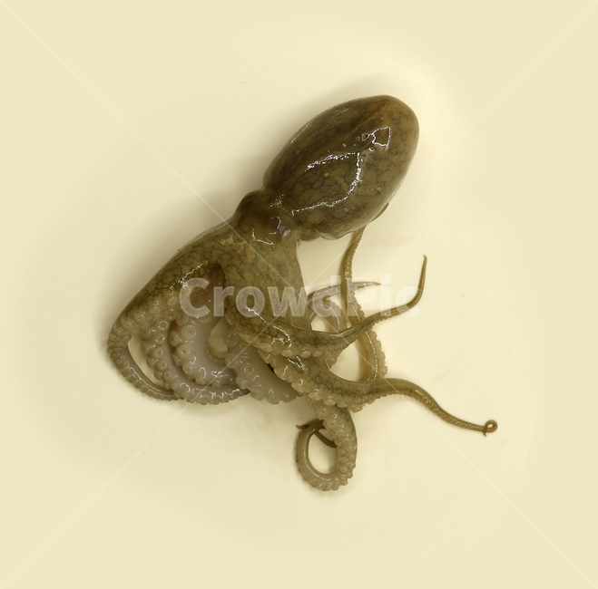 주꾸미,쭈꾸미,문어,낙지,해산물,음식,해물,식재료,요리재료,음식재료,식품,요리,싱싱한,신선한,어류,연체동물,오브젝트,누끼,동물,animal,수산물,해산물,fishery products,seafood