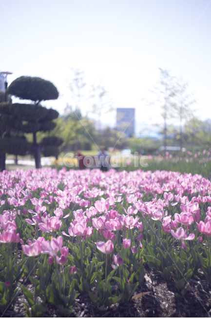 봄,꽃,튤립,꽃잎,분위기,감성,푸름,잎,봄,계절,spring,season,식물,자연,plants,nature,꽃,flower,감성,sensible,feeling,휴식,힐링,rest,relaxation,healing,plant
