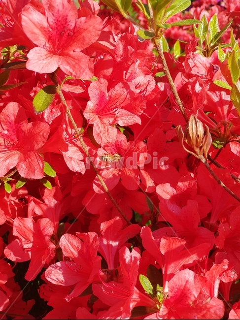 꽃,벌,식물,곤충,봄,자연,식물,자연,plants,nature,꽃,flower