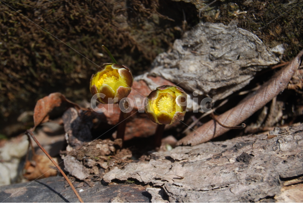 천마산,봄,자연,야생화,공원,봄,계절,spring,season,식물,자연,plants,nature,꽃,flower,plant