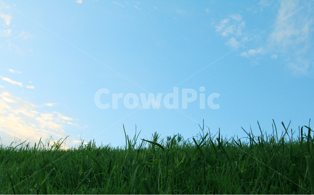 하늘,잔디,잔듸,sky,grass,green,bluesky,자연,풍경,nature,landscape,plant,식물