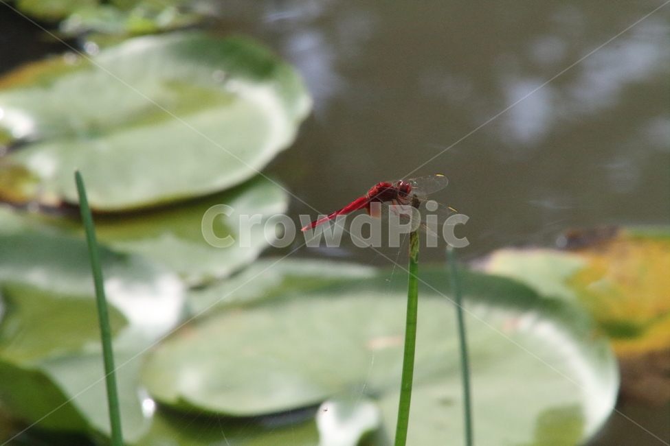 잠자리,고추잠자리,곤충,동물,reddragonfly,dragonfly,동물,animal,곤충,벌레,insect,bug