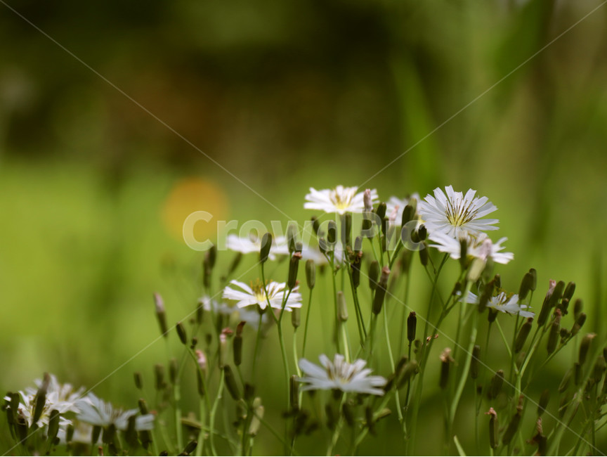 꽃,개망초,봄,자연,초록,식물,자연,plants,nature,꽃,flower