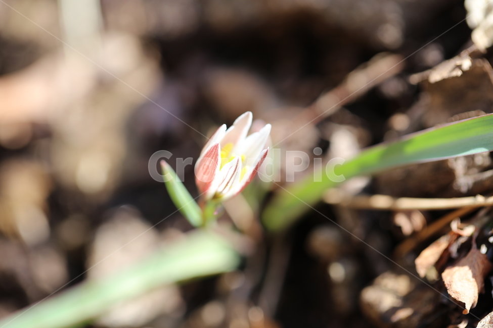 tranditonal,들꽃,꽃,풀,이슬,식물,풍경,korea,함초롱,아침,식물,자연,plants,nature,꽃,flower