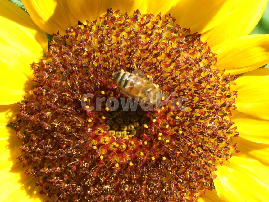 꽃,곤충,식물,여름,summer,식물,자연,plants,nature,꽃,flower,동물,animal,곤충,벌레,insect,bug