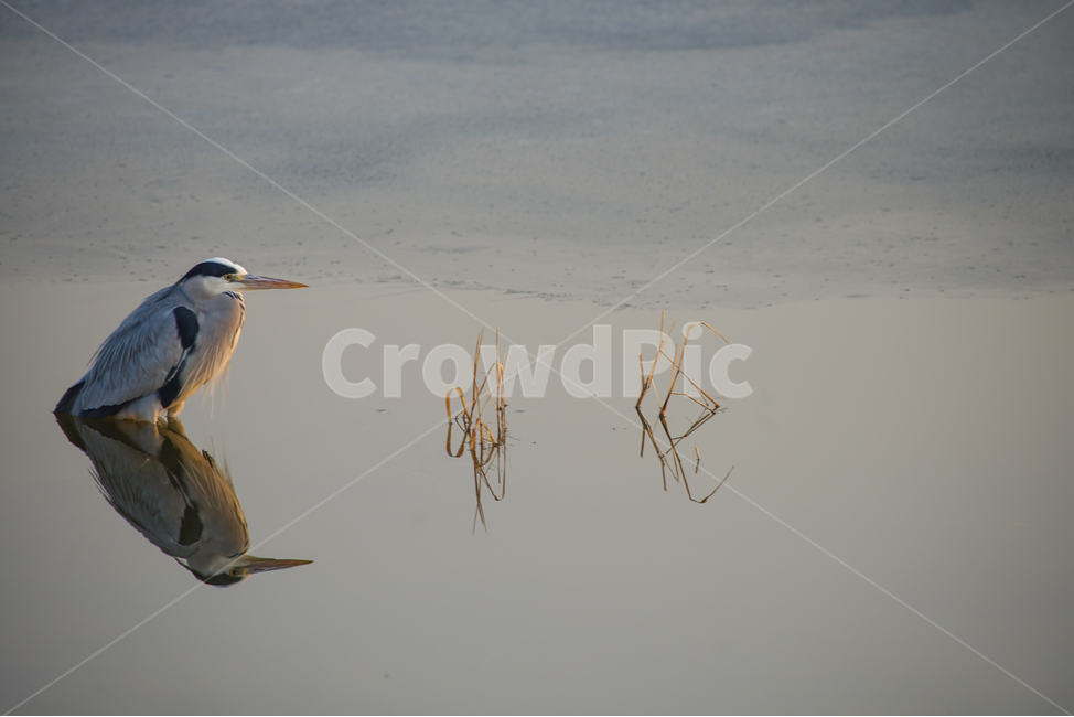 두루미,새,조류,동물,호수,반영,투영,감성,동물,animal,조류,새,birds