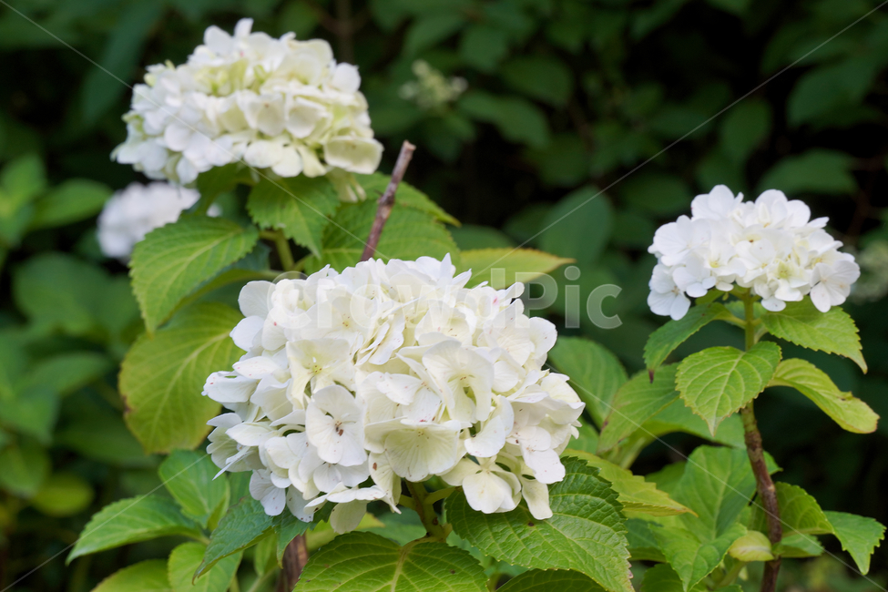 꽃,자연,접사,배경화면,힐링,백색,신선함,nature,flower,색깔,색상,색감,감성,평온함,white