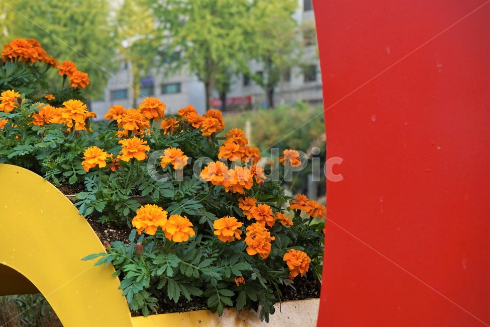 chrysanthemum,국화,가을,전시,핑크,꽃,계절,우아함,꽃송이,autumn,fall,flower,season,smell,elegance,bloom,식물,자연,plants,nature,꽃,flower