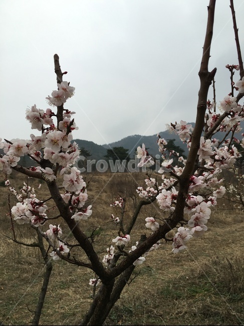 plant,식물,flower,blossom,꽃,cherryblossom,벚꽃,식물,자연,plants,nature,꽃,flower