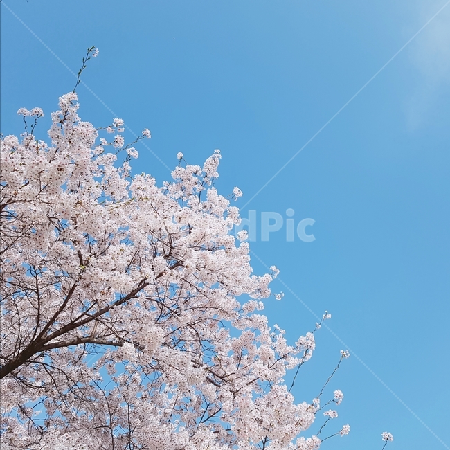 파란하늘,벚꽃,봄,싱그러움,향긋한,봄풍경,봄꽃,봄하늘,푸른,색감,따스한,봄,계절,spring,season,자연,풍경,nature,landscape,plant,식물,flower,꽃,blossom
