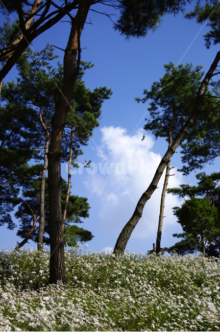 나무,숲,구절초,꽃,풍경,식물,flower,plant,tree,tree trunk,나무 줄기