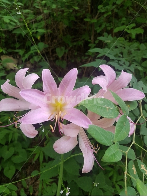 꽃,식물,plant,flower,blossom