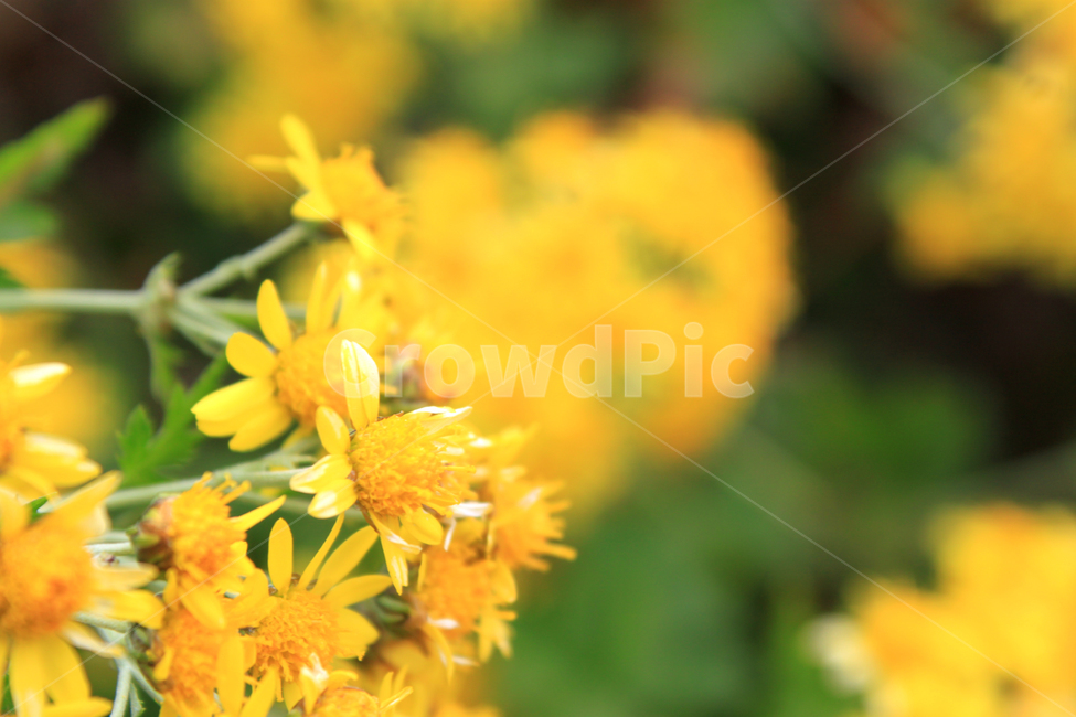 꽃,노란꽃,식물,향기,flower,자연,봄,여름,가을,공원,화단,화분,플라워,노란색,garden,floral,botany,blooming,식물,자연,plants,nature,꽃,flower